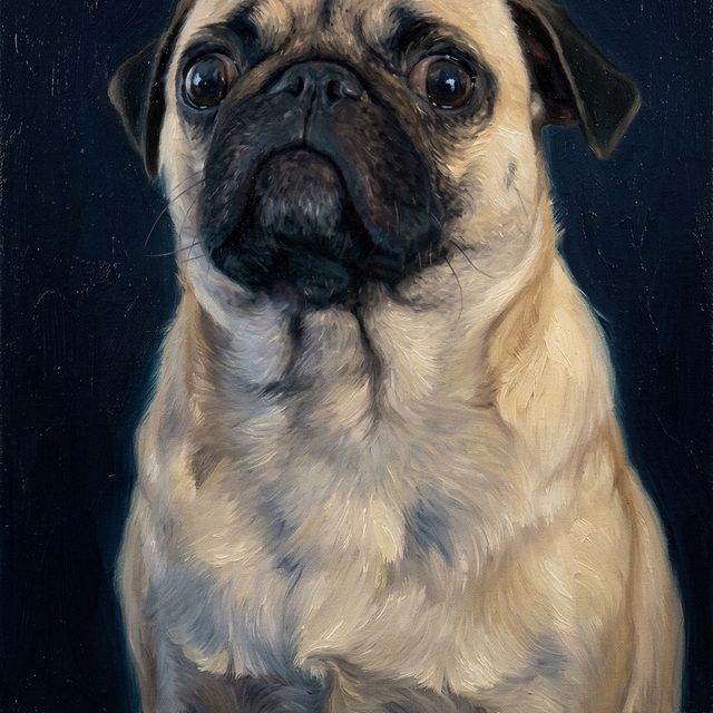 Heritage portrait of a pug on the deep navy background